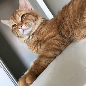 Meet your Posher, Lexy